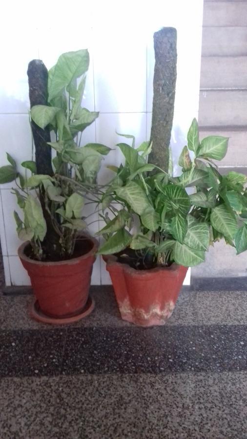 Arun Hotel Dzsódhpur Kültér fotó